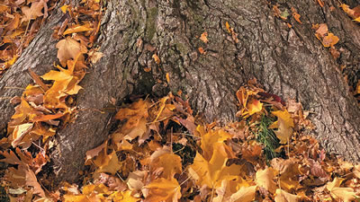 Base of a tree covered in fall leaves