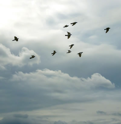 Birds flying through an overcast sky