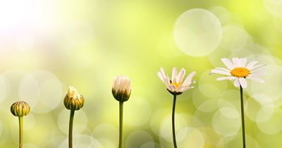 Daisy growing from a bud to an open flower
