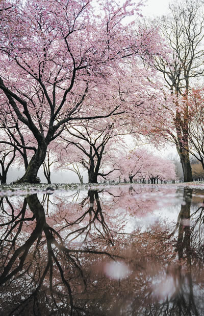 Flowering trees reflecting in a lake