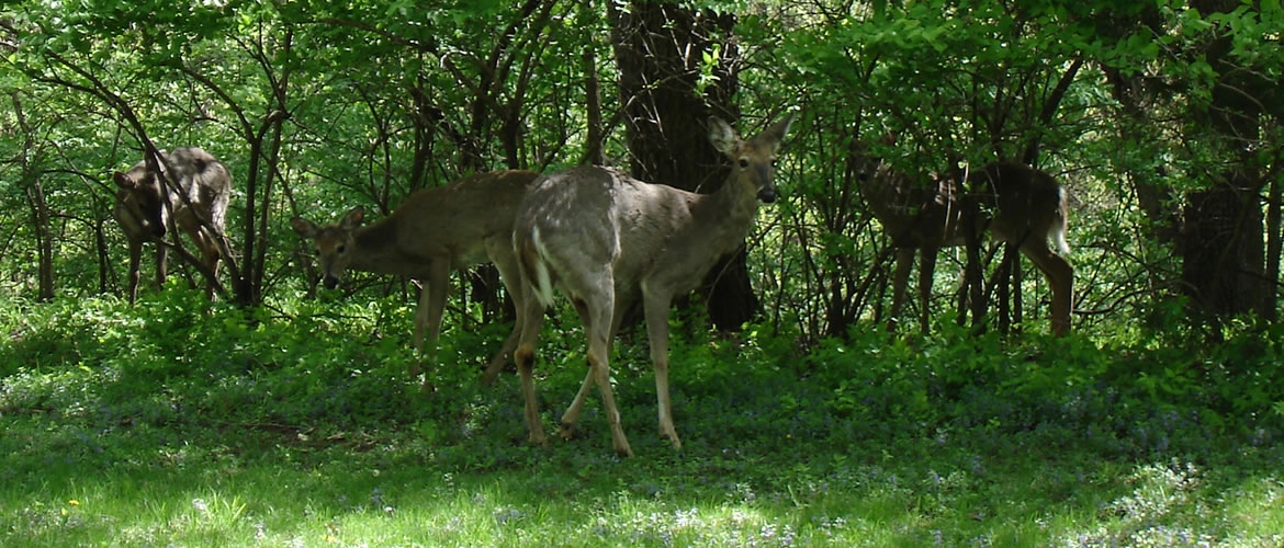 Wildlife