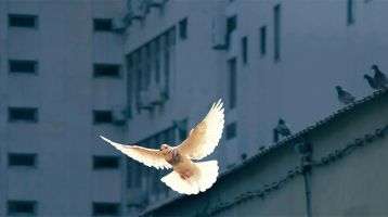 A dove flying among buildings