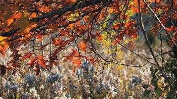 Tree branch hangs above tall grass