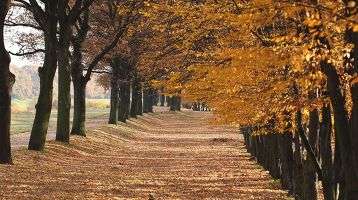 autumn of life