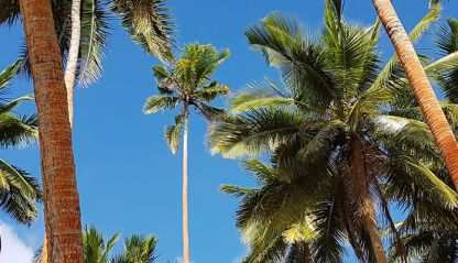 Palm trees of Fiji