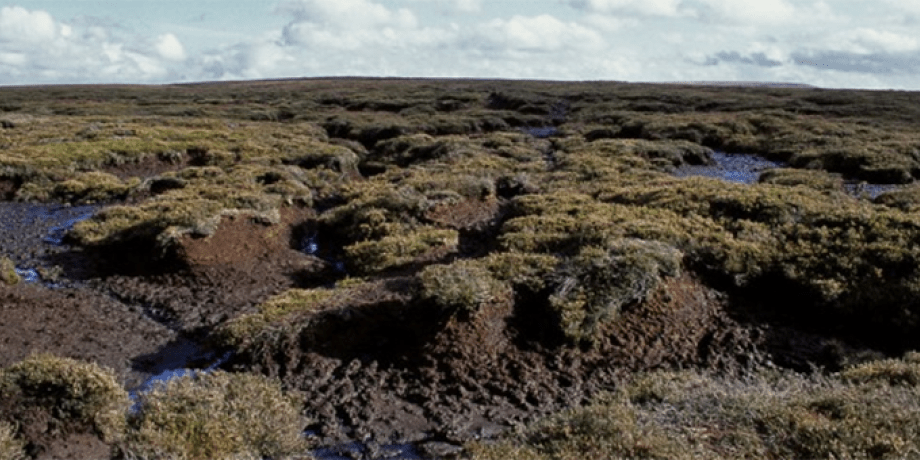 Irish peat bog