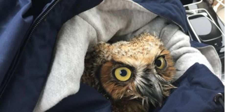 Lucky Owl Who Fell from the Sky