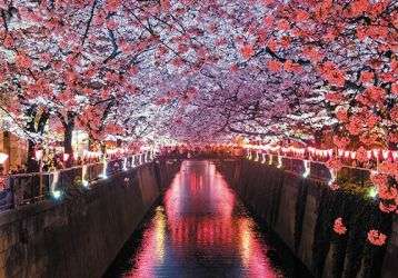 Reflective pool surrounded by flowering trees.