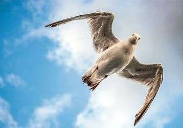 Birmingham Seagull