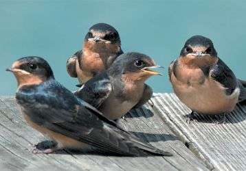 Swallows beware