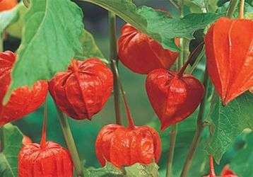 Chinese lantern flowers