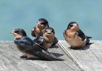 Even the sparrow has bound a home.