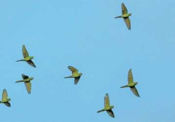 Displaced birds in flight across a blue sky